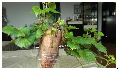 树叶最新爆料视频,独家内幕大公开！