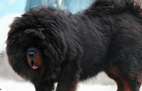 獒犬网红,狂野魅力与网络风潮的碰撞