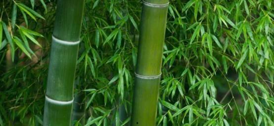 竹子实心老料看哪里