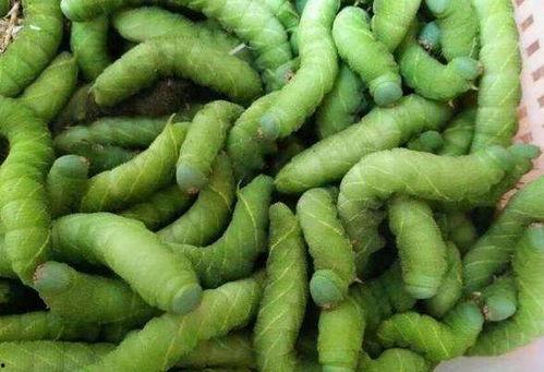 95吃瓜基地豆瓣