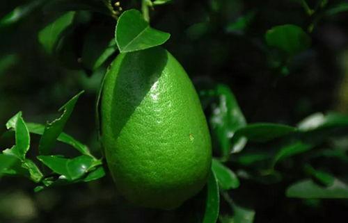 香水柠檬爆料视频大全最新