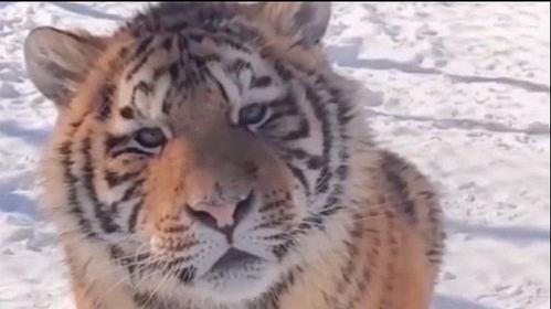 网红小老虎本名怎么读