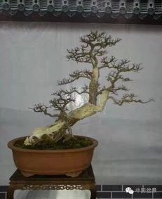 昆明卖网红盆景树