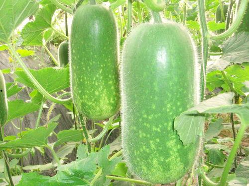 树一榔头吃瓜,揭秘网络热词背后的文化现象