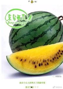 在全世界吃瓜续文,从街头巷尾到国际舞台的全民狂欢