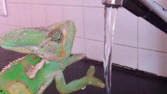 变色龙在线观看,揭秘自然界变色大师的奥秘与魅力